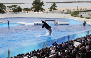 力強くジャンプするシャチを見る一般内覧会の来場者＝３０日午後、神戸市須磨区若宮町１、神戸須磨シーワールド（撮影・長嶺麻子）