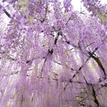頭上から垂れ下がる「九尺ふじ」の花房＝１日午前、丹波市市島町白毫寺