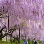 頭上から垂れ下がる「九尺ふじ」の花房。鮮やかな紫の“シャワー”が降り注ぐ＝１日午前、丹波市市島町白毫寺