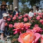 次々と開花し、彩りを増す園内＝伊丹市荒牧６、荒牧バラ公園（撮影・吉田敦史）