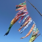 観光客でにぎわう神戸ハーバーランドに登場した３１匹のこいのぼり＝４日午後、神戸市中央区東川崎町１（撮影・長嶺麻子）