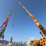 キリンを模したクレーンに引き上げられたこいのぼり＝４日午後、神戸市中央区東川崎町１（撮影・長嶺麻子）