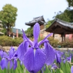 前からの雨にぬれ、しっとりと咲くカキツバタ＝７日午前、神戸市垂水区多聞台２