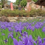 あでやかに咲くカキツバタ＝神戸市垂水区多聞台２、多聞寺