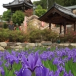 あでやかに咲くカキツバタ＝神戸市垂水区多聞台２、多聞寺