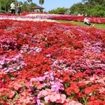 見頃を迎えている色鮮やかなナデシコ＝淡路市夢舞台、国営明石海峡公園