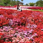 色鮮やかなナデシコが見頃を迎えている＝淡路市夢舞台、国営明石海峡公園（撮影・笠原次郎）