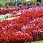 色鮮やかなナデシコが見頃を迎えている＝淡路市夢舞台、国営明石海峡公園（撮影・笠原次郎）