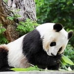 王子動物園のタンタン、長年にわたり笑顔と思い出をありがとう。感謝の気持ちを込め、特別紙面を掲載