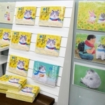 重版が決まった絵本「かなしきデブ猫ちゃん　マルの真夏のプレゼント」＝神戸市中央区、ジュンク堂三宮店