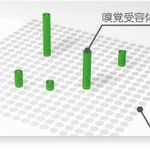 概念イメージ図（香味醗酵提供）