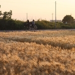 収穫の時期を迎えた大麦畑＝兵庫県稲美町中村