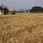 収穫の時期を迎えた大麦畑＝兵庫県稲美町加古