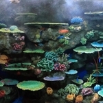 カラフルな魚たちが泳ぐ水槽＝２８日午前、神戸市須磨区若宮町１、神戸須磨シーワールド（撮影・笠原次郎）