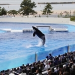 力強くジャンプするシャチを見る一般内覧会の来場者＝３０日午後、神戸市須磨区若宮町１、神戸須磨シーワールド（撮影・長嶺麻子）