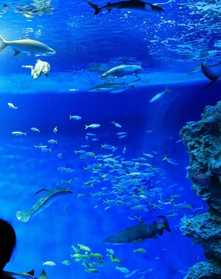 外洋の魚類が泳ぐ巨大水槽＝神戸市須磨区若宮町１、神戸須磨シーワールド（撮影・笠原次郎）