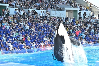 ジャンプするシャチに歓声を上げる観客来場者＝１日午前、神戸市須磨区若宮町１、神戸須磨シーワールド（撮影・斎藤雅志）