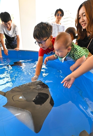 生き物と触れ合えるコーナーで、エイに手を伸ばす子ども＝１日午後