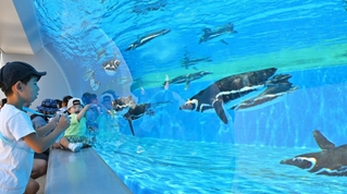 水槽を泳ぐペンギンに見入る子どもたち＝１日午後