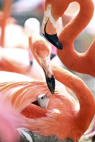 生まれたばかりのベニイロフラミンゴのひな。親鳥のそばですくすくと育つ＝神戸市灘区王子町３