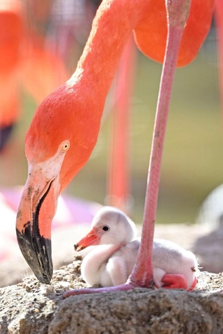 親鳥のそばですくすくと育つベニイロフラミンゴのひな＝神戸市立王子動物園（撮影・風斗雅博）