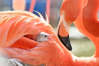 生まれたばかりのベニイロフラミンゴのひな＝神戸市立王子動物園（撮影・風斗雅博）