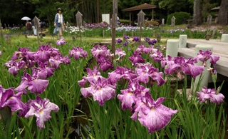 ６月下旬まで楽しめるという須磨離宮公園の花しょうぶ園＝８日午後、神戸市須磨区東須磨（撮影・長嶺麻子）