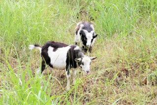 草を食べるトカラヤギのリリ（手前）とアンディ＝養父市大屋町宮垣