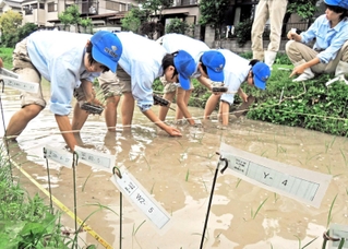 倒伏しにくい「山田錦」を目指して品種を２系統に絞り込み、試験栽培が始まった＝加古川市平岡町新在家