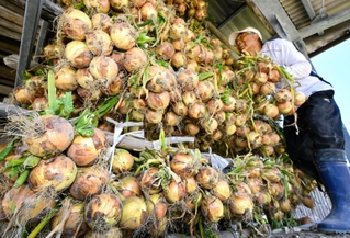 タマネギ小屋に次々とつるされるタマネギ＝南あわじ市阿万西町