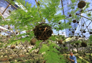 伸びた葉が涼しげな「つりしのぶ」＝宝塚市境野