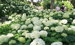 朝までの雨に濡れて輝くアジサイのアナベル＝２１日午後、神戸市立森林植物園（撮影・小林良多）