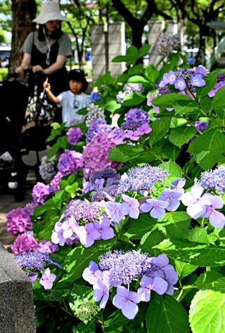 梅雨入りが宣言された町中で鮮やかに咲くアジサイ＝２１日午後、神戸市中央区加納町６（撮影・風斗雅博）