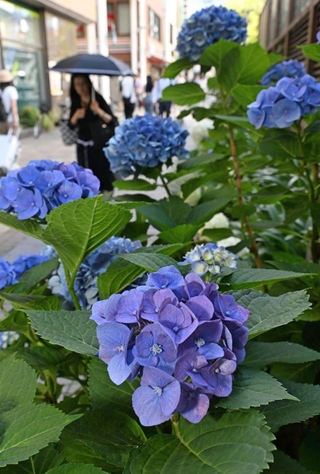 梅雨入りが宣言された町中で鮮やかに咲くアジサイ＝２１日午後、神戸市中央区加納町５（撮影・風斗雅博）