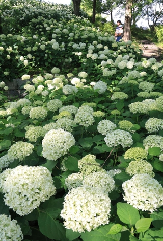朝までの雨に濡れて輝く西洋アジサイのアナベル＝２１日午後、神戸市北区山田町上谷上（撮影・小林良多）
