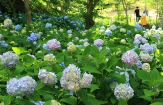 朝までの雨に濡れて輝く西洋アジサイのアナベル＝２１日午後、神戸市北区山田町上谷上（撮影・小林良多）