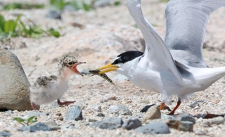 コアジサシの親鳥から餌をもらうひな＝神戸市垂水区（撮影・小林良多）