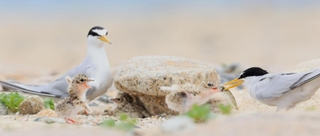 砂浜でふ化したひなに餌を運ぶコアジサシの親鳥＝神戸市垂水区（撮影・小林良多）