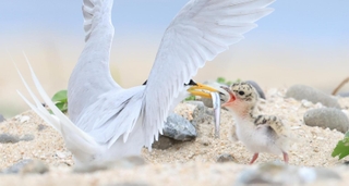 砂浜の巣で親鳥から餌をもらうコアジサシのひな＝神戸市垂水区（撮影・小林良多）