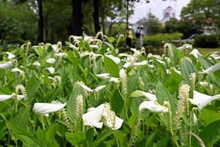 花期を迎え、葉の半分ほどが白く色づいたハンゲショウ＝２６日午前、神戸市北区しあわせの村（撮影・風斗雅博）