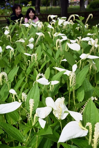 花が咲き、葉が白く色づいたハンゲショウ＝２６日午後、神戸市北区しあわせの村（撮影・風斗雅博）