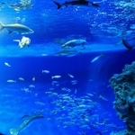 外洋の魚類が泳ぐ巨大水槽＝神戸市須磨区若宮町１、神戸須磨シーワールド（撮影・笠原次郎）