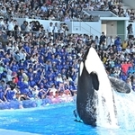 ジャンプするシャチに歓声を上げる観客来場者＝１日午前、神戸市須磨区若宮町１、神戸須磨シーワールド（撮影・斎藤雅志）