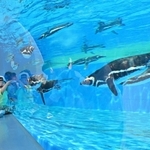 水槽を泳ぐペンギンに見入る子どもたち＝１日午後
