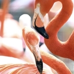 生まれたばかりのベニイロフラミンゴのひな。親鳥のそばですくすくと育つ＝神戸市灘区王子町３