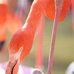 親鳥のそばですくすくと育つベニイロフラミンゴのひな＝神戸市立王子動物園（撮影・風斗雅博）