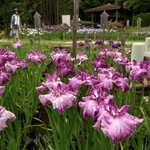 ６月下旬まで楽しめるという須磨離宮公園の花しょうぶ園＝８日午後、神戸市須磨区東須磨（撮影・長嶺麻子）
