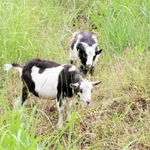 草を食べるトカラヤギのリリ（手前）とアンディ＝養父市大屋町宮垣