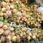 タマネギ小屋に次々とつるされるタマネギ＝南あわじ市阿万西町