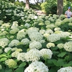 朝までの雨に濡れて輝くアジサイのアナベル＝２１日午後、神戸市立森林植物園（撮影・小林良多）